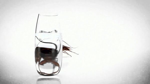 Cucaracha